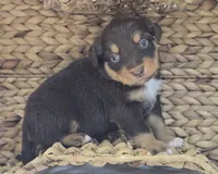 Shang, a male Miniature Australian Shepherd for sale in Valatie, NY – 3 of 5