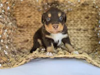 Shang, a male Miniature Australian Shepherd for sale in Valatie, NY – 2 of 5