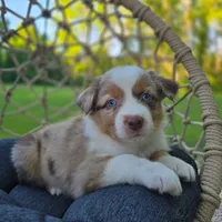 Lilo, a female Miniature Australian Shepherd for sale in Valatie, NY – 3 of 7