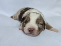 Lilo, a female Miniature Australian Shepherd for sale in Valatie, NY – 6 of 7