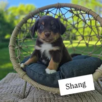 Shang, a male Miniature Australian Shepherd for sale in Valatie, NY – 1 of 5