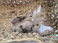 Flynn, a male Miniature Australian Shepherd for sale in Valatie, NY – 3 of 9