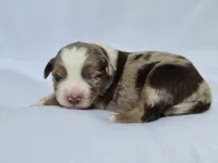 Flynn, a male Miniature Australian Shepherd for sale in Valatie, NY – 7 of 9