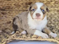 Lilo, a female Miniature Australian Shepherd for sale in Valatie, NY – 5 of 7