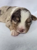 Flynn, a male Miniature Australian Shepherd for sale in Valatie, NY – 8 of 9