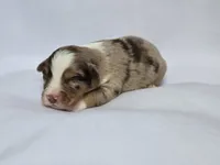 Flynn, a male Miniature Australian Shepherd for sale in Valatie, NY – 9 of 9