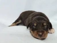 Shang, a male Miniature Australian Shepherd for sale in Valatie, NY – 5 of 5