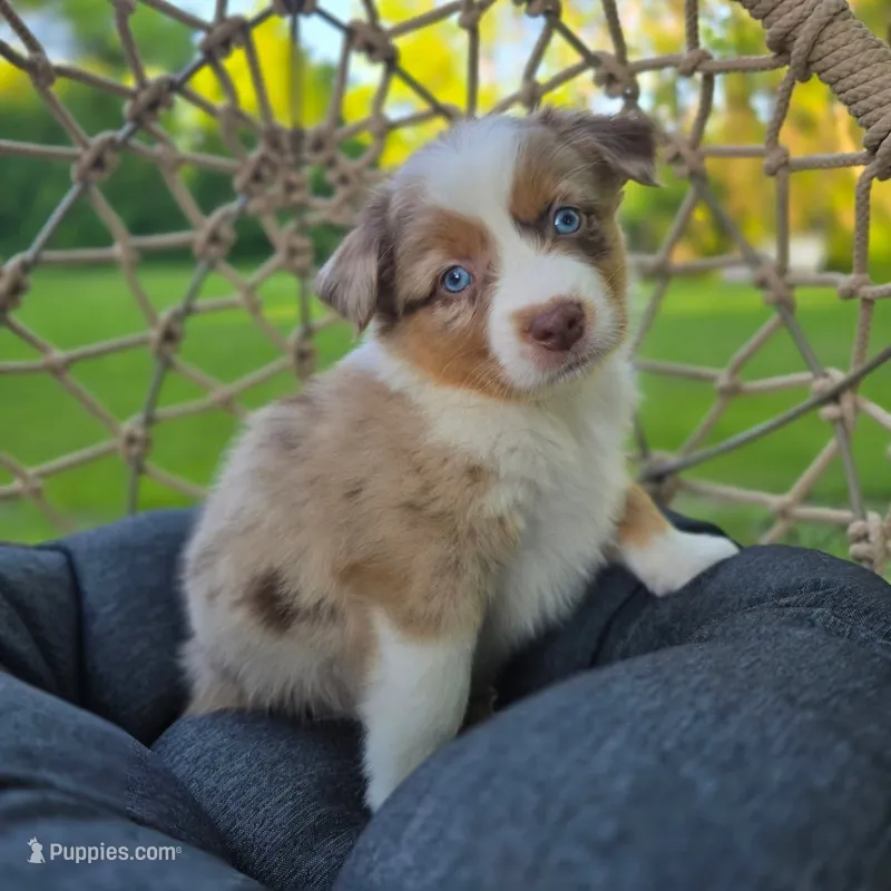 Lilo – Miniature Australian Shepherd puppy for sale in Valatie, NY