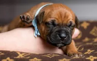 Midnight Groove’s One In A Million-Red Fawn, a female Cane Corso for sale in Orlando, FL – 4 of 9