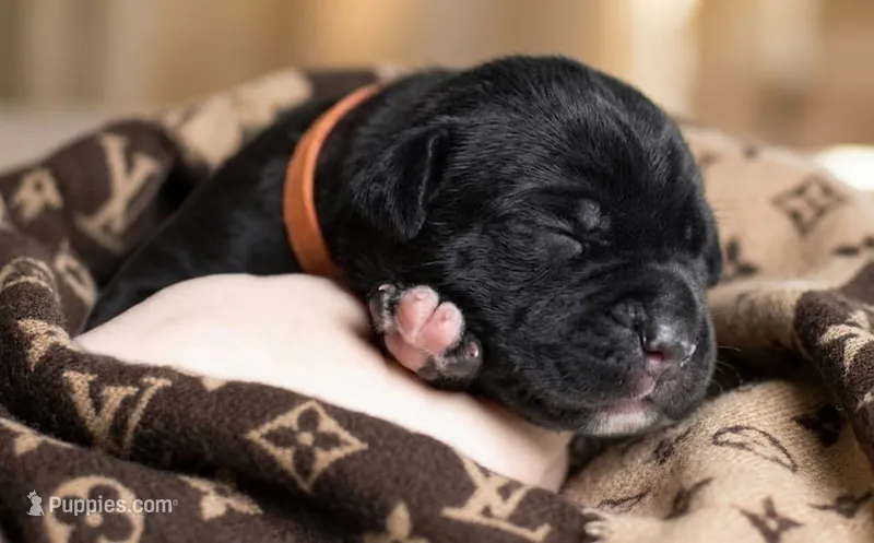 Midnight Groove’s Ascension-Black – Cane Corso puppy for sale in Orlando, FL