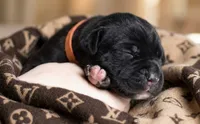 Midnight Groove’s Ascension-Black, a male Cane Corso for sale in Orlando, FL – 1 of 9