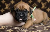 Midnight Groove’s Mad At Fire-Red Fawn, a male Cane Corso for sale in Orlando, FL – 2 of 9