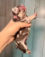 Midnight Groove’s So Anxious-Merle, a male French Bulldog for sale in Charlotte, NC – 2 of 3