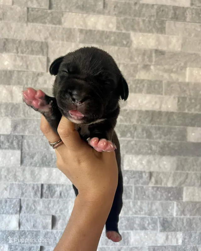 Sentinel & Soul Stoli: North America Mastiff-Black – Cane Corso, American Mastiff puppy for sale in Orlando, FL