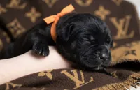 Midnight Groove’s Ascension-Black, a male Cane Corso for sale in Orlando, FL – 4 of 9