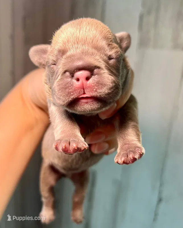 Midnight Groove’s The Sweetest Taboo-Lilac – French Bulldog puppy for sale in Charlotte, NC