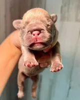 Midnight Groove’s The Sweetest Taboo-Lilac, a female French Bulldog for sale in Charlotte, NC – 1 of 3