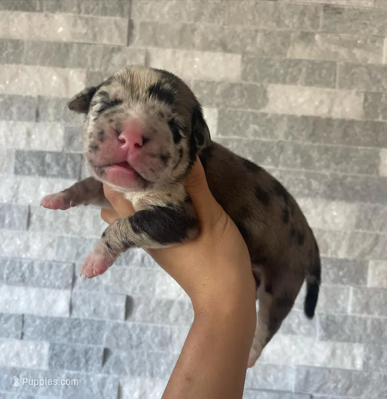 Sentinel & Soul Louis XIII: North American Mastiff-Black Merle – Cane Corso, American Mastiff puppy for sale in Orlando, FL