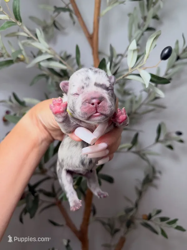 Voodoo-Merle – French Bulldog puppy for sale in Louisville, KY
