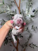 Voodoo-Merle, a male French Bulldog for sale in Louisville, KY – 1 of 8