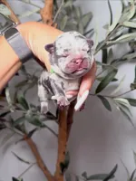 Spellbound-Merle, a female French Bulldog for sale in Louisville, KY – 5 of 6