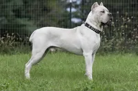 Midnight Groove’s Never Too Much- Luther, a male Cane Corso for sale in Charlotte, NC – 8 of 10