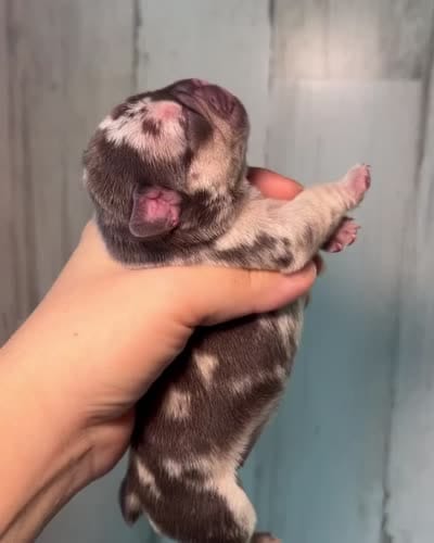 Midnight Groove’s So Anxious-Merle, a male French Bulldog for sale in Charlotte, NC – 3 of 3