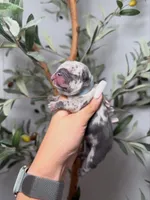 Phantom-Merle, a male French Bulldog for sale in Louisville, KY – 4 of 8