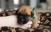 Midnight Groove’s Mad At Fire-Red Fawn, a male Cane Corso for sale in Orlando, FL – 5 of 9