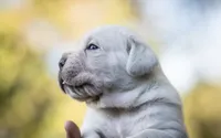 Midnight Groove’s Never Too Much- Luther, a male Cane Corso for sale in Charlotte, NC – 2 of 10
