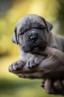 Midnight Groove’s What’s Going On- Marvin, a male Cane Corso for sale in Charlotte, NC – 5 of 10