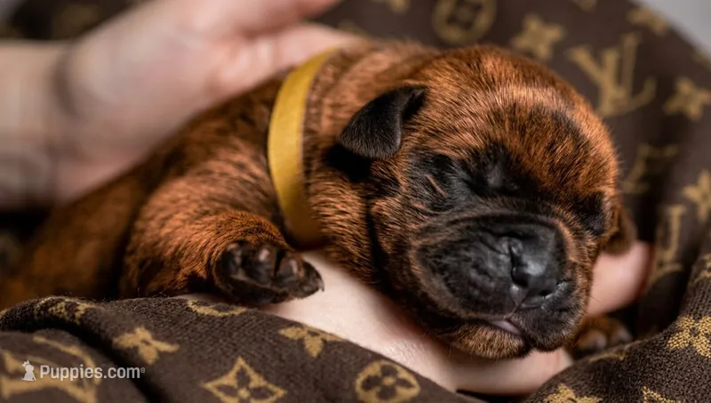 Midnight Groove’s Next Lifetime-Chestnut Brindle – Cane Corso puppy for sale in Orlando, FL