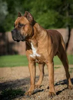 Midnight Groove’s Ascension-Black, a male Cane Corso for sale in Orlando, FL – 6 of 9