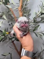 Phantom-Merle, a male French Bulldog for sale in Louisville, KY – 7 of 8
