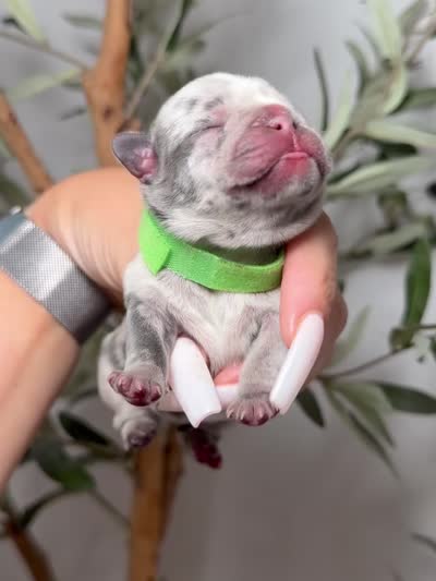 Spellbound-Merle, a female French Bulldog for sale in Louisville, KY – 2 of 6