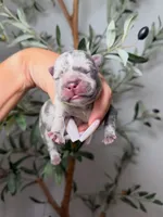 Voodoo-Merle, a male French Bulldog for sale in Louisville, KY – 8 of 8