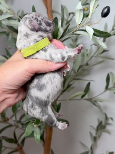 Voodoo-Merle, a male French Bulldog for sale in Louisville, KY – 2 of 8