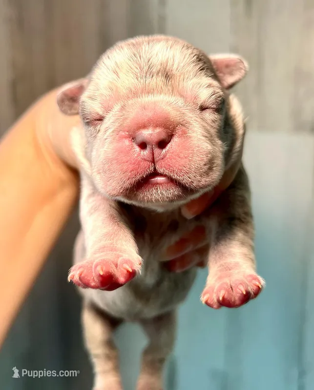 Midnight Groove’s One In A Million-Merle – French Bulldog puppy for sale in Charlotte, NC