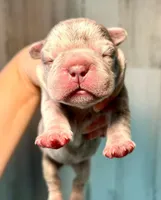 Midnight Groove’s One In A Million-Merle, a female French Bulldog for sale in Charlotte, NC – 1 of 3