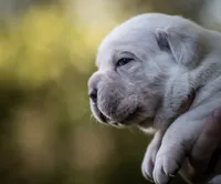 Midnight Groove’s Kiss Of Life- Sade, a female Cane Corso for sale in Charlotte, NC – 6 of 10