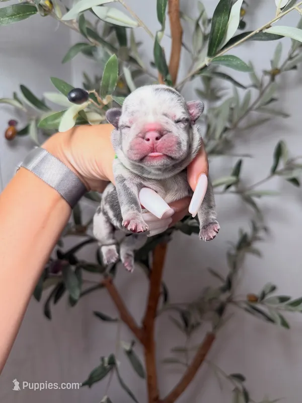 Spellbound-Merle – French Bulldog puppy for sale in Louisville, KY