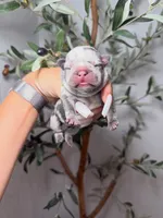 Spellbound-Merle, a female French Bulldog for sale in Louisville, KY – 1 of 6