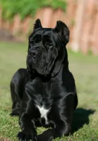 Midnight Groove’s Ascension-Black, a male Cane Corso for sale in Orlando, FL – 9 of 9