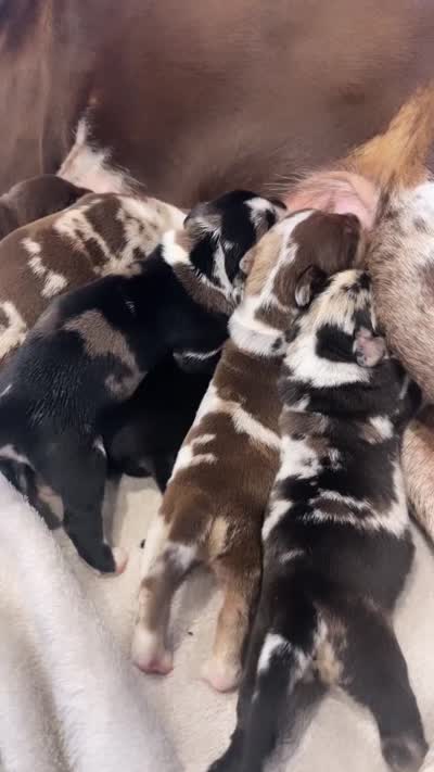 Sentinel & Soul Stoli: North America Mastiff-Black, a female Cane Corso and American Mastiff for sale in Orlando, FL – 4 of 7