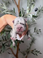 Voodoo-Merle, a male French Bulldog for sale in Louisville, KY – 7 of 8