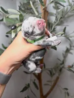 Spellbound-Merle, a female French Bulldog for sale in Louisville, KY – 4 of 6