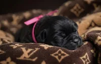 Midnight Groove’s The Sweetest Taboo-Black, a female Cane Corso for sale in Orlando, FL – 5 of 9