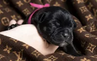 Midnight Groove’s The Sweetest Taboo-Black, a female Cane Corso for sale in Orlando, FL – 2 of 9