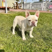 Midnight Groove’s One In A Million-Merle, a female French Bulldog for sale in Nashville, TN – 4 of 5