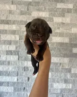 Sentinel & Soul Hennessy: North American Mastiff-Chocolate, a male Cane Corso and American Mastiff for sale in Orlando, FL – 1 of 7